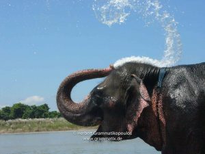 Nepal, Sauraha: Morgendliches Elephantenbaden im Rapti Khola