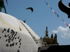 Nepal, Central Region, Bagmati Zone, Kathmandu, Swayambhunath: Pigeons at the Stupa