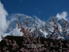 Nepal, Western Region, Dhaulagiri Zone, Lower Mustang, Thini: View on the Nilgiris (6839, 6940 and 7061m) with blossoms