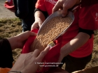 Germany, Stuttgart-Moehringen: Distributing wheat to the friends of the biolocical working Reyerhof at their religious ceremony sowing the old traditional winter- wheat kind 'Viva' on their field. App. 500 corns per sqm, 100 kg per hectar is needed
